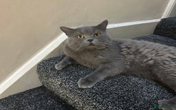 British Shorthair cats for sale: 2 girls 2 boys British shorthair ready to leave  - Image 8