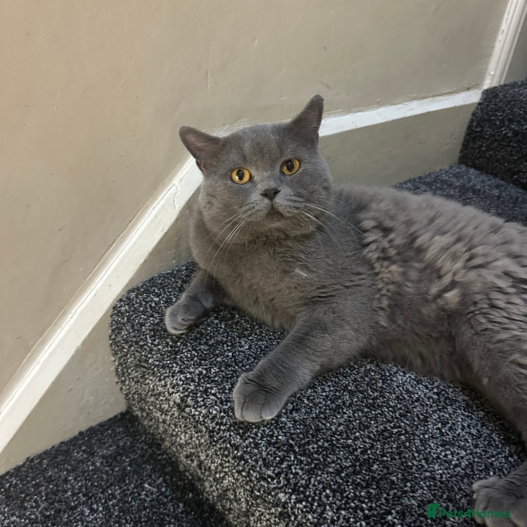 British Shorthair cats for sale: 2 girls 2 boys British shorthair ready to leave  - Image 8