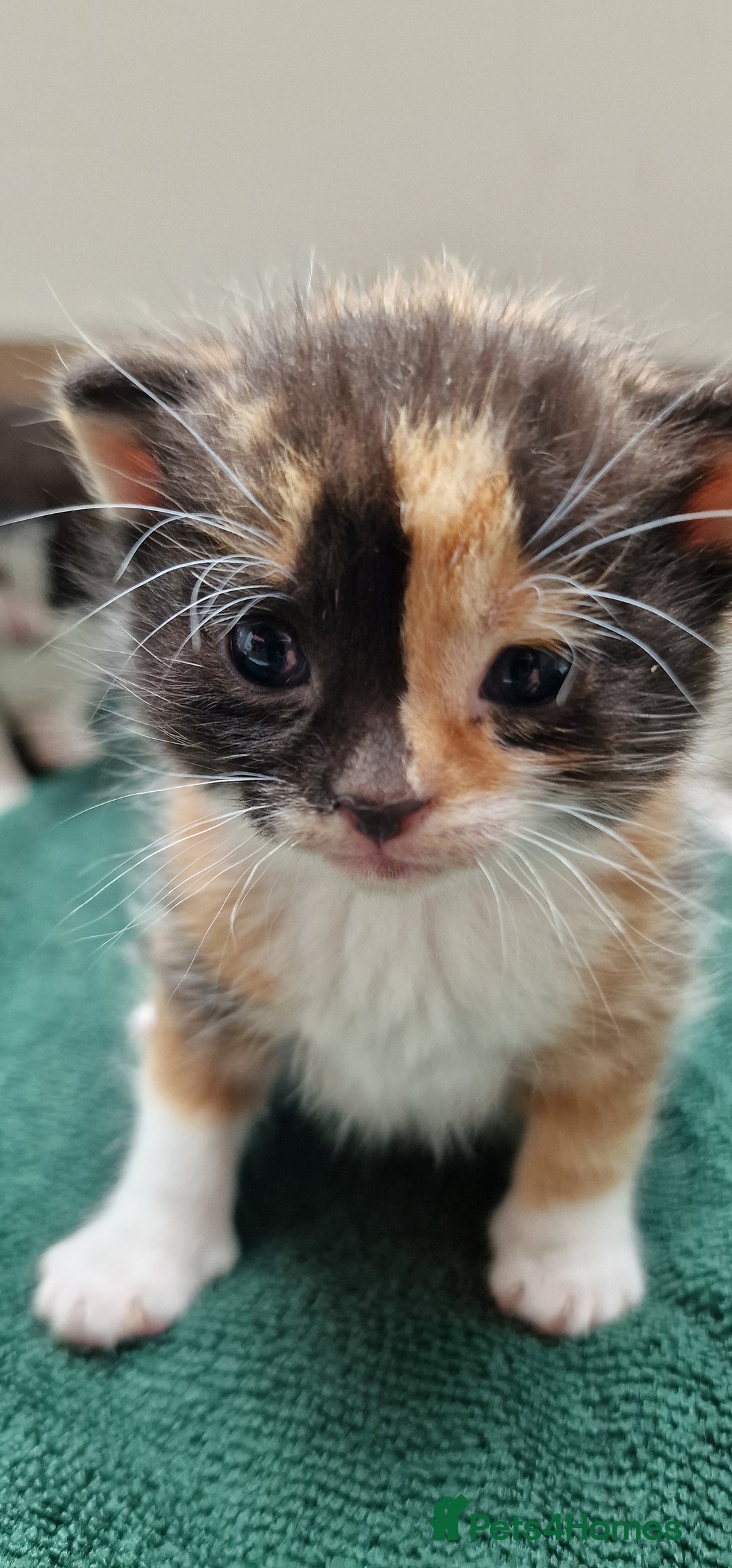 Mixed Breed cats for sale: Gorgeous Turtle Ginger Black Fluffy Kittens  - Image 8
