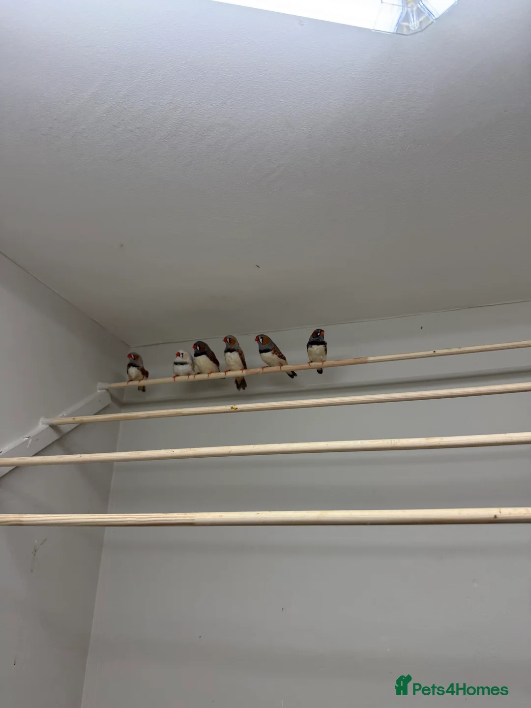 Finches birds for sale: Exhibition Zebs 6 pair  - Advert 2