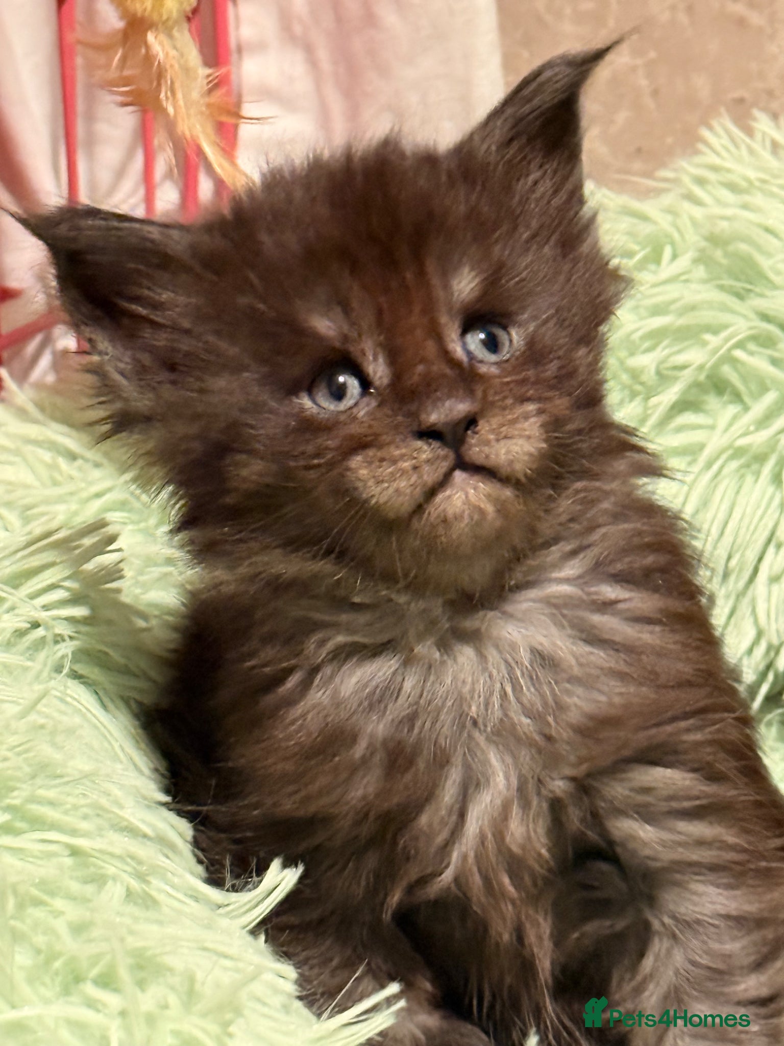 Maine Coon cats GCCF registered Maine coon boys - Advert 16