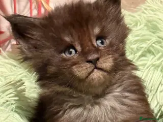 Maine Coon cats GCCF registered Maine coon boys - Advert 16