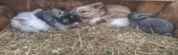 Lionhead rabbits for sale: Lionhead  - Advert 4