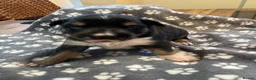 Mixed Breed dogs for sale: Border Collie x Kelpie Puppies in Caernarfon - Advert 17