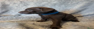 Patterdale Terrier 7