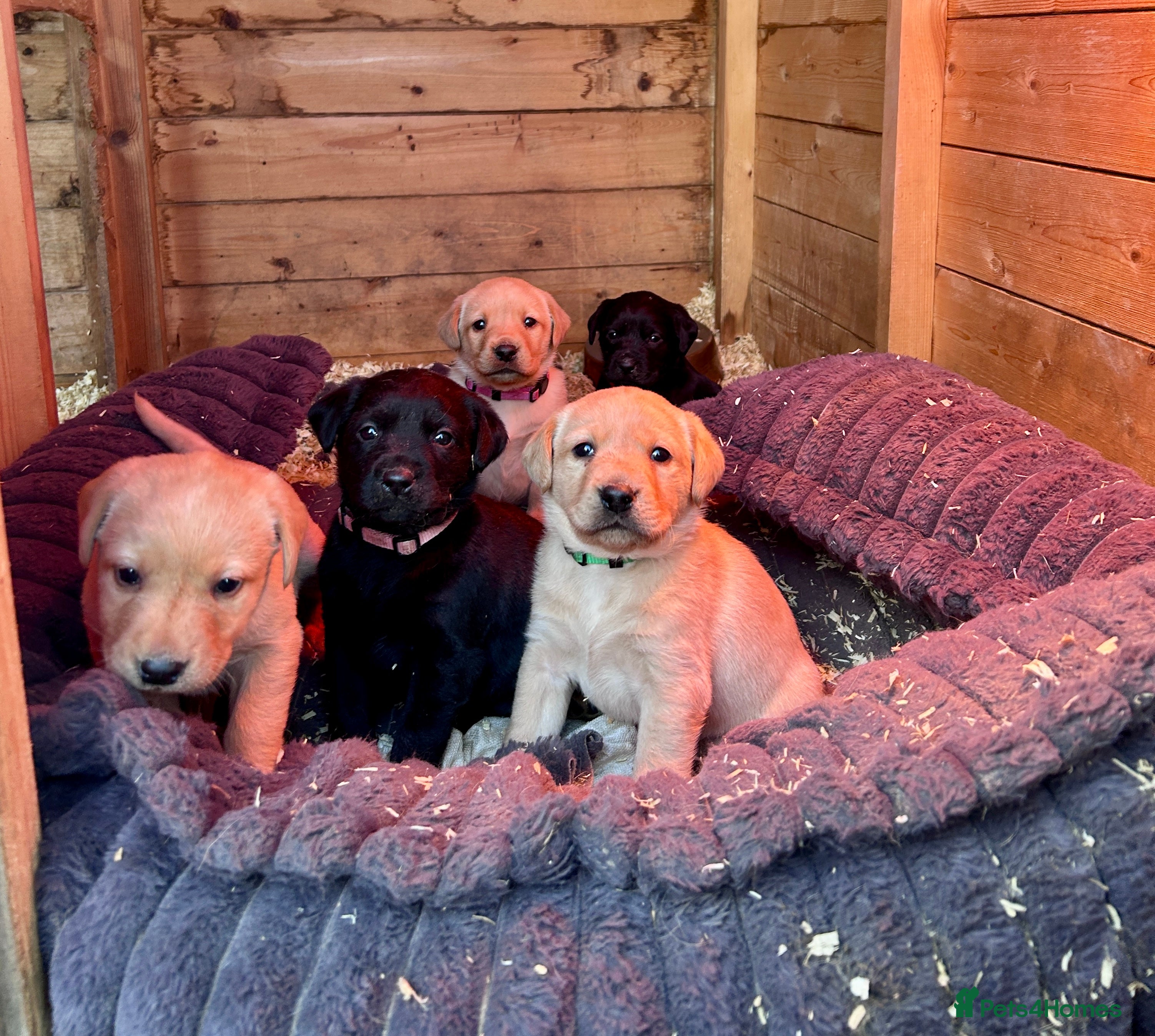 Labrador Retriever dogs Labrador Puppies - Advert 10