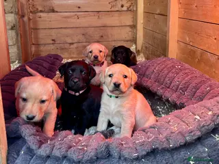 Labrador Retriever dogs Labrador Puppies - Advert 10