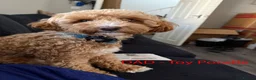 Cockapoo dogs for sale: Toy Poodle x Cockerpoo Puppies - Advert 7