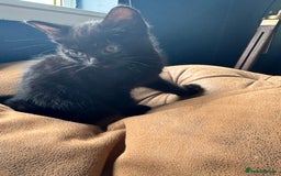 British Shorthair cats for sale: 2 beautiful kittens looking for a forever home.  - Image 8