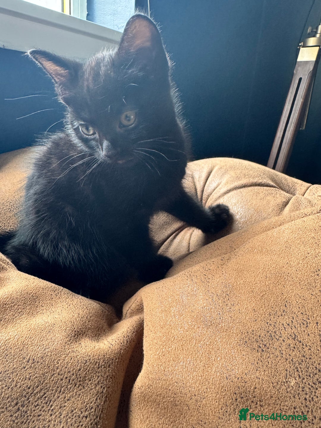 British Shorthair cats for sale: 2 beautiful kittens looking for a forever home.  - Image 8