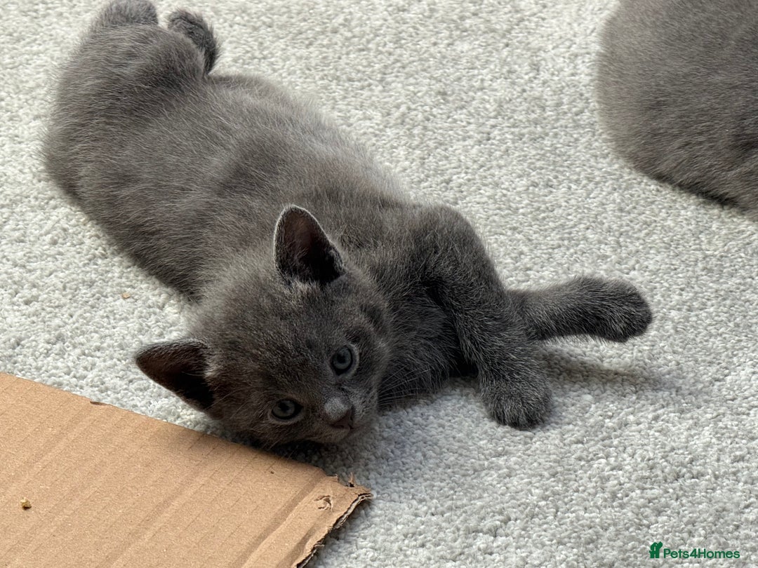 Russian Blue cats for sale: ***Beautiful Russian Blue Kittens*** - Image 3