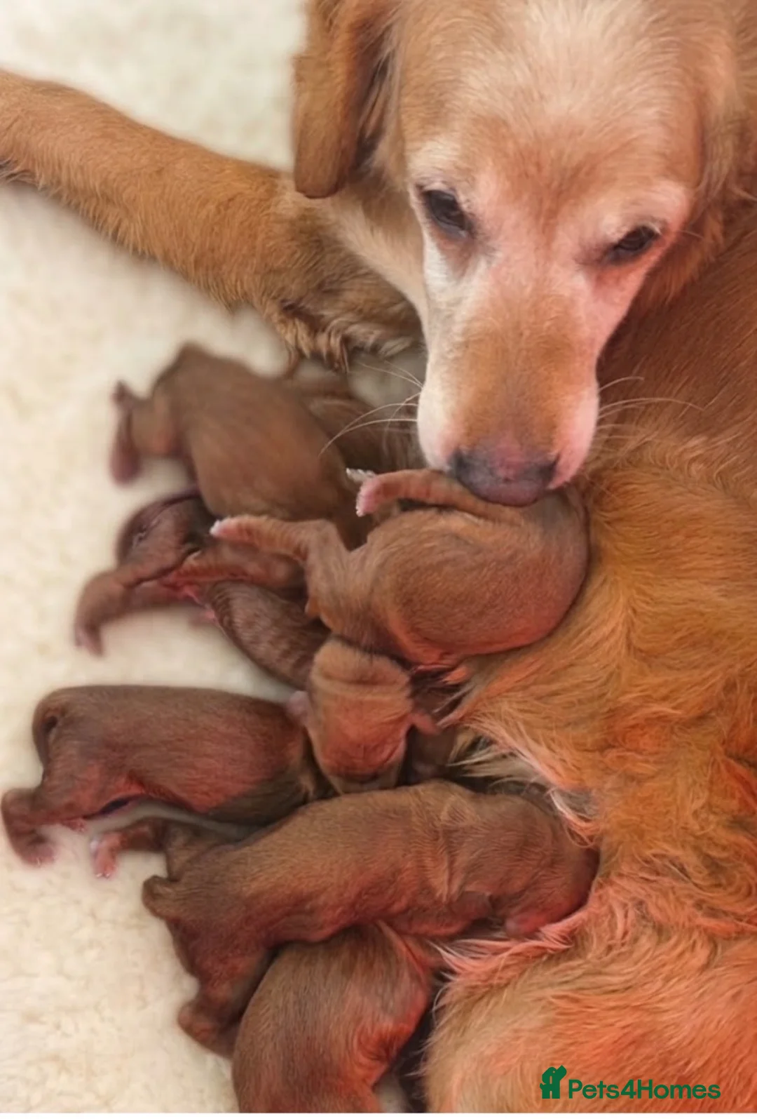 Mixed Breed dogs for sale: Stunning golden Irish  - Advert 1