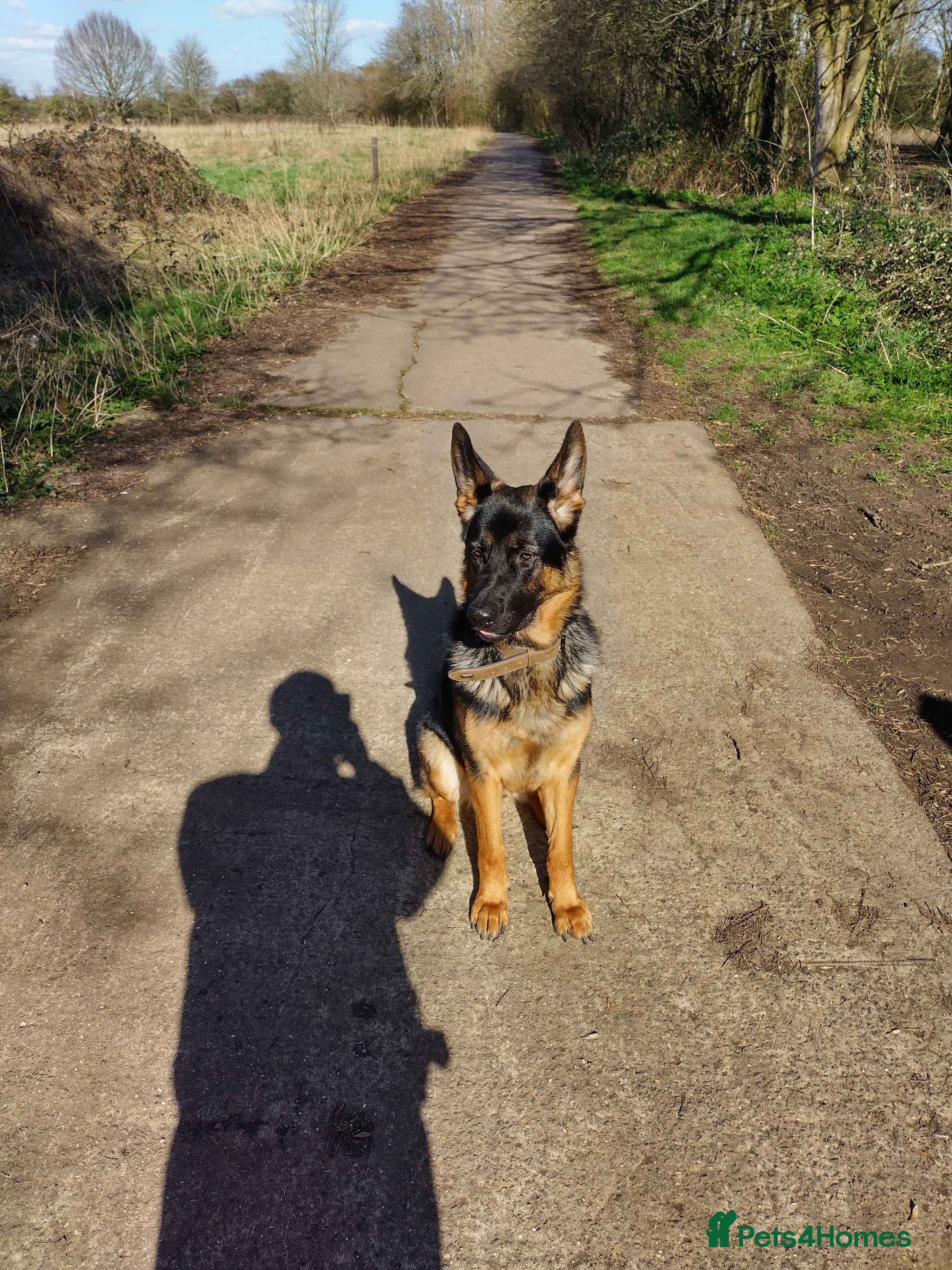 German Shepherd dogs Superb German Shepherd Stud Ready for Breeding in Coventry - Advert 10