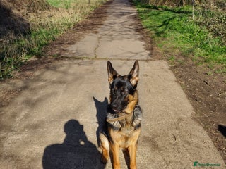 German Shepherd dogs in Coventry - Advert 9