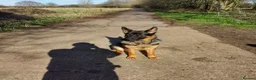 German Shepherd dogs for stud: Superb German Shepherd Stud Ready for Breeding in Coventry - Advert 1