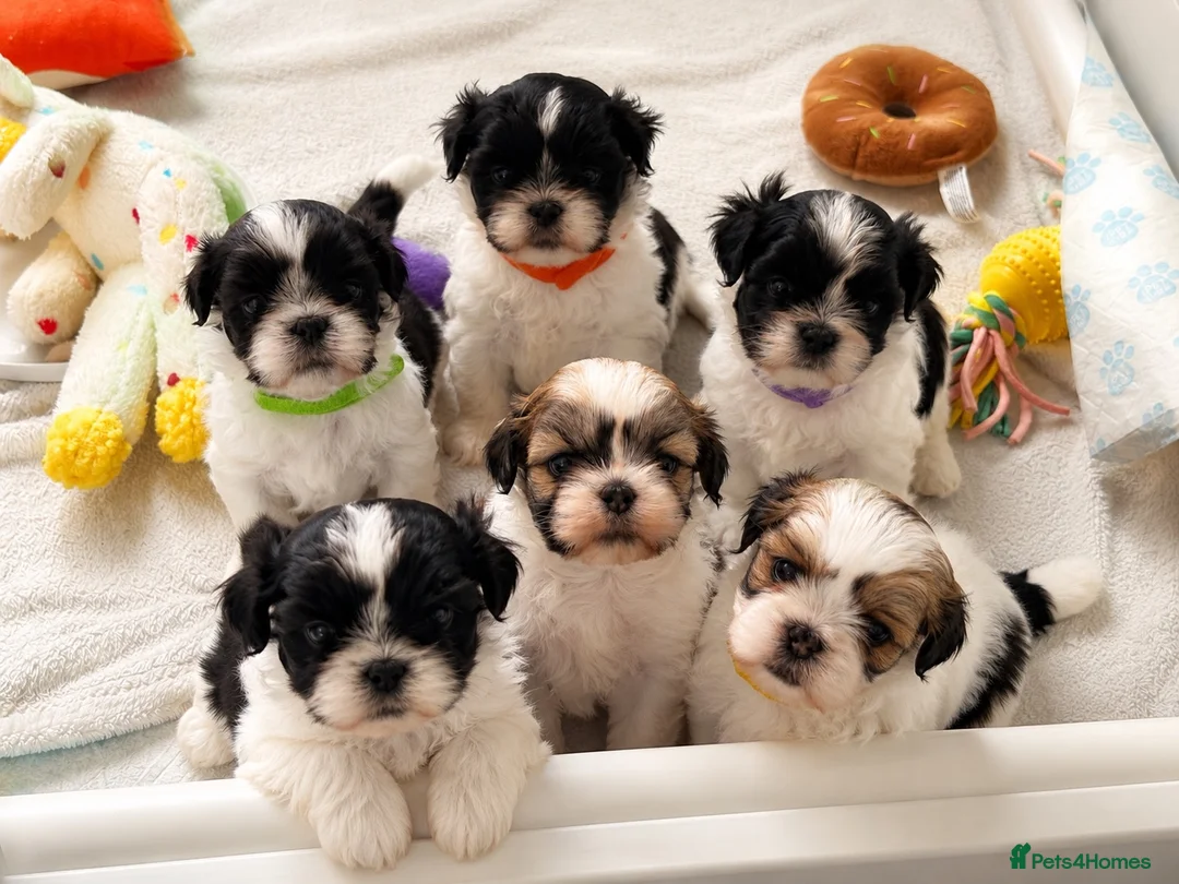 Lhasa Apso dogs for sale: KC Lhasa Apso Puppies – Ancestor of Shih Tzu - Advert 1