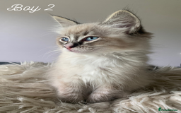 Ragdoll cats for sale: Exquisite GCCF Registered Ragdoll Kittens - Image 13