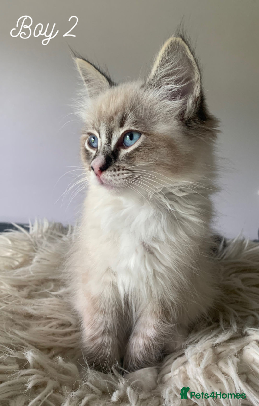 Ragdoll cats for sale: Exquisite GCCF Registered Ragdoll Kittens - Image 13