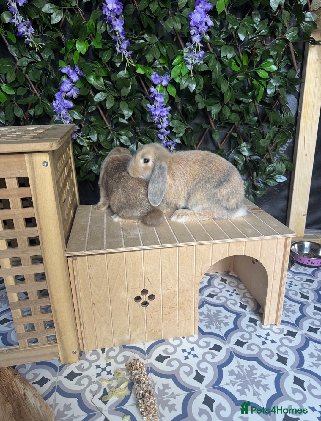 Mini Lop rabbits for sale: Very friendly mini lop & mixed breed lop - females - Advert 3