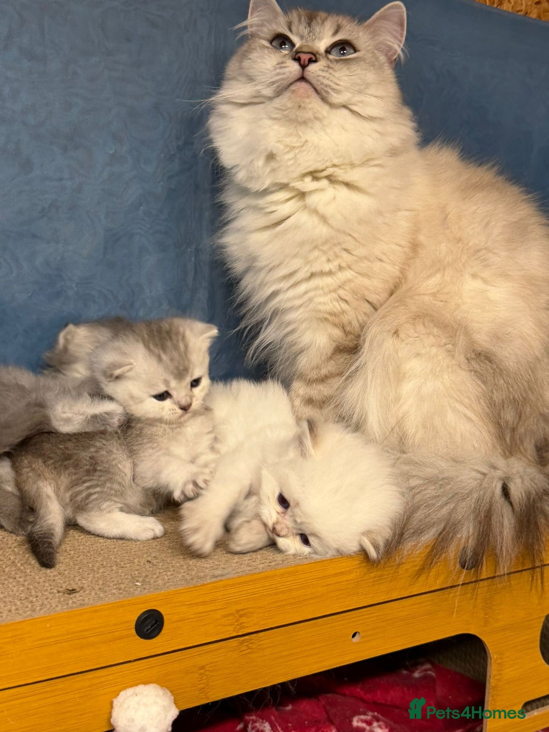 British Longhair cats for sale: British longhair kittens TICA blue golden - Image 12