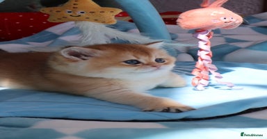 British Shorthair cats 🧿✨Exclusive Golden British Shorthair babies 🧿 - Advert 6