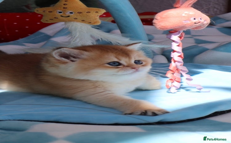 British Shorthair cats 🧿✨Exclusive Golden British Shorthair babies 🧿 - Advert 6