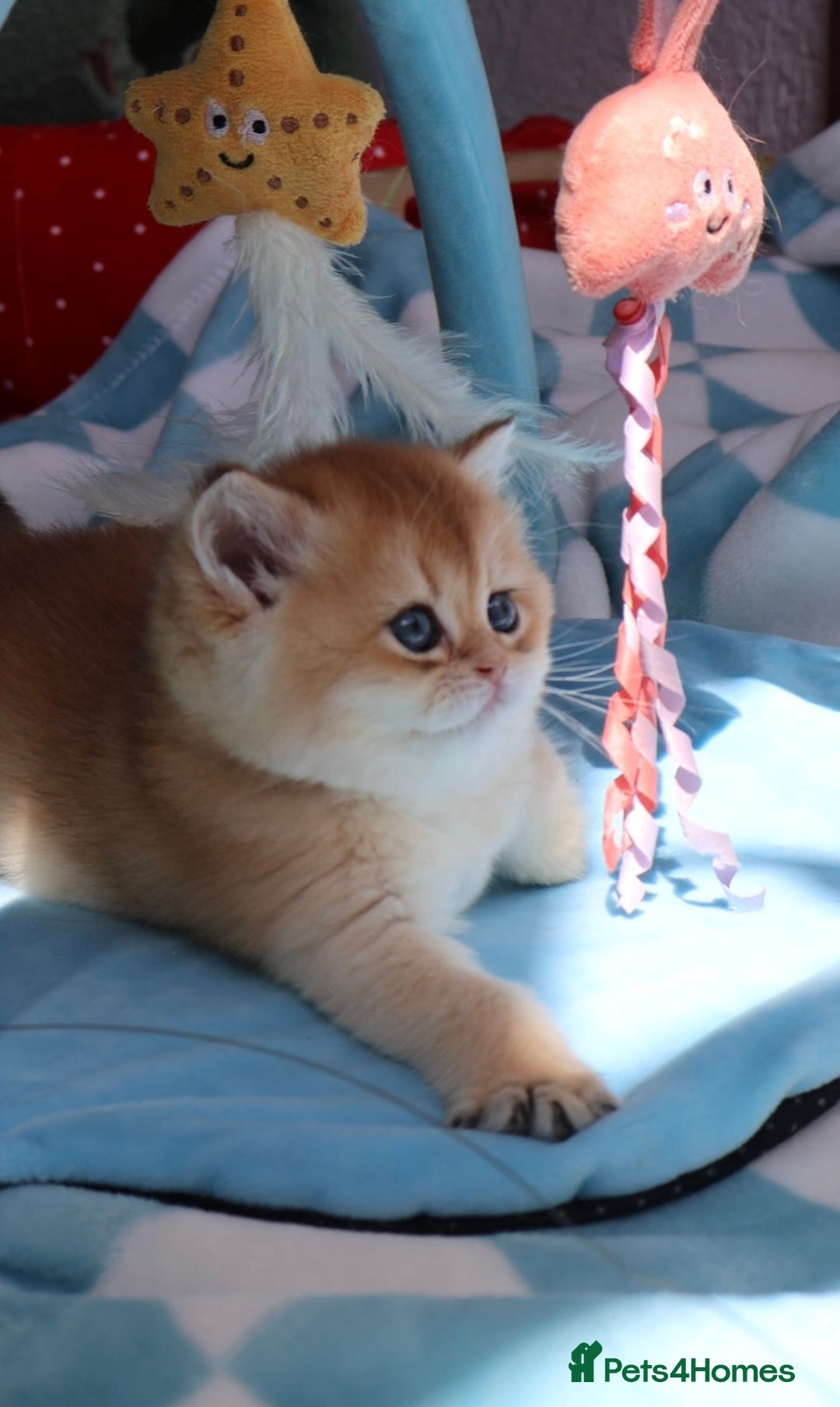 British Shorthair cats for sale: 🧿✨Exclusive Golden British Shorthair babies 🧿 - Advert 1