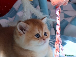 British Shorthair cats 🧿✨Exclusive Golden British Shorthair babies 🧿 - Advert 1