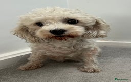 Cavachon dogs for sale: Dolly ,  - Image 2