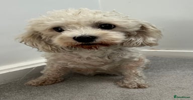 Cavachon dogs - Advert 13