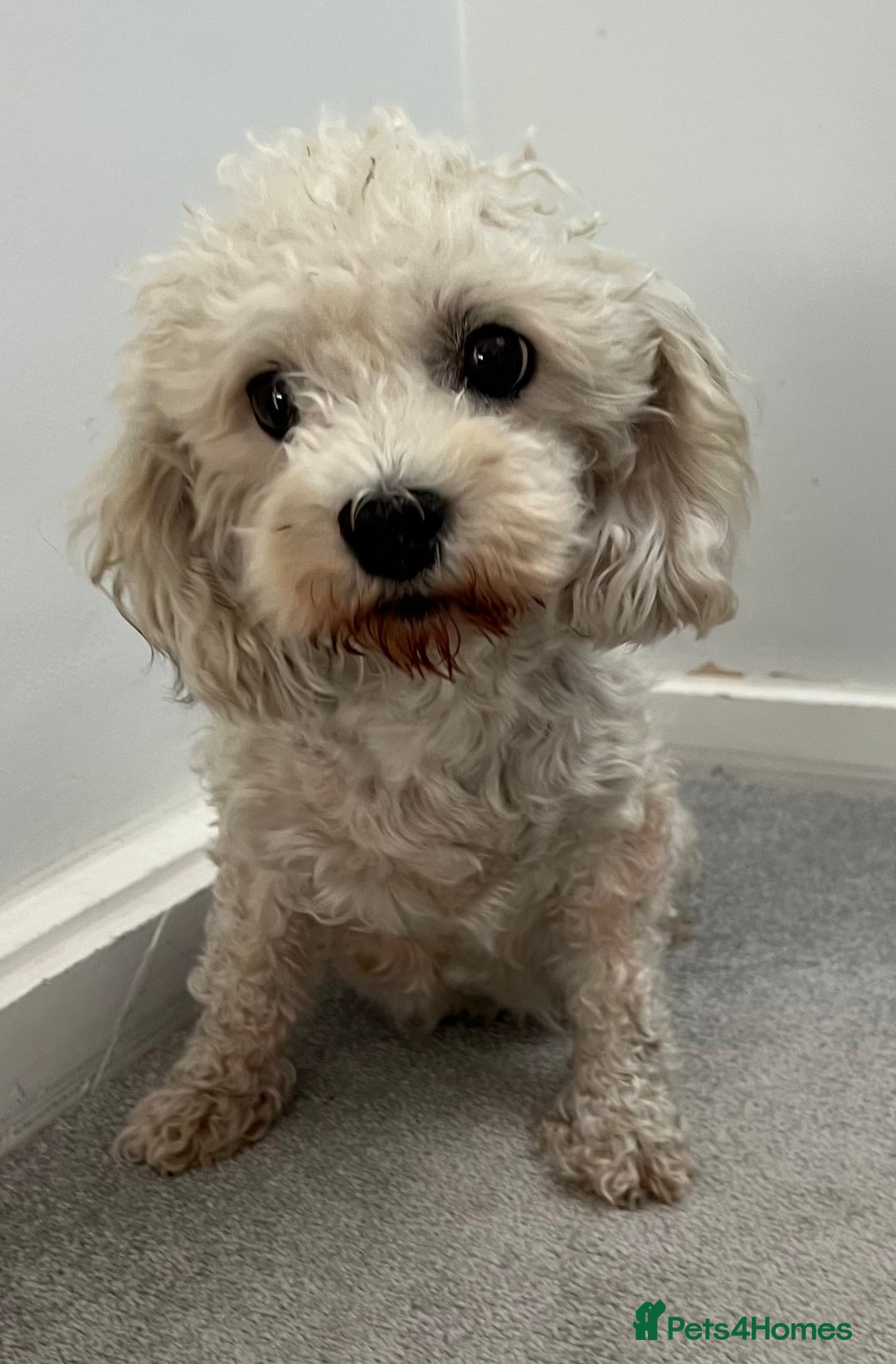 Cavachon dogs for sale: Dolly ,  - Image 2
