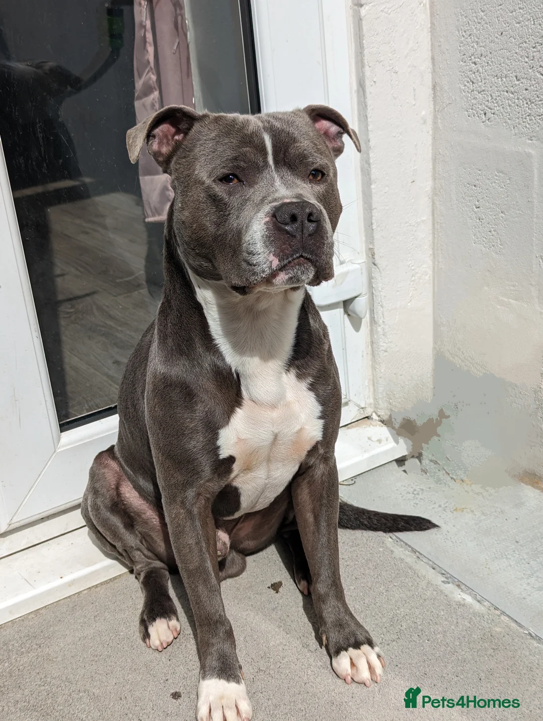 Staffordshire Bull Terrier dogs for stud: King reggie .champion/vagalo lines in Cardiff - Advert 6