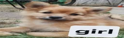 Pomeranian dogs for sale:  1 boys - Advert 25