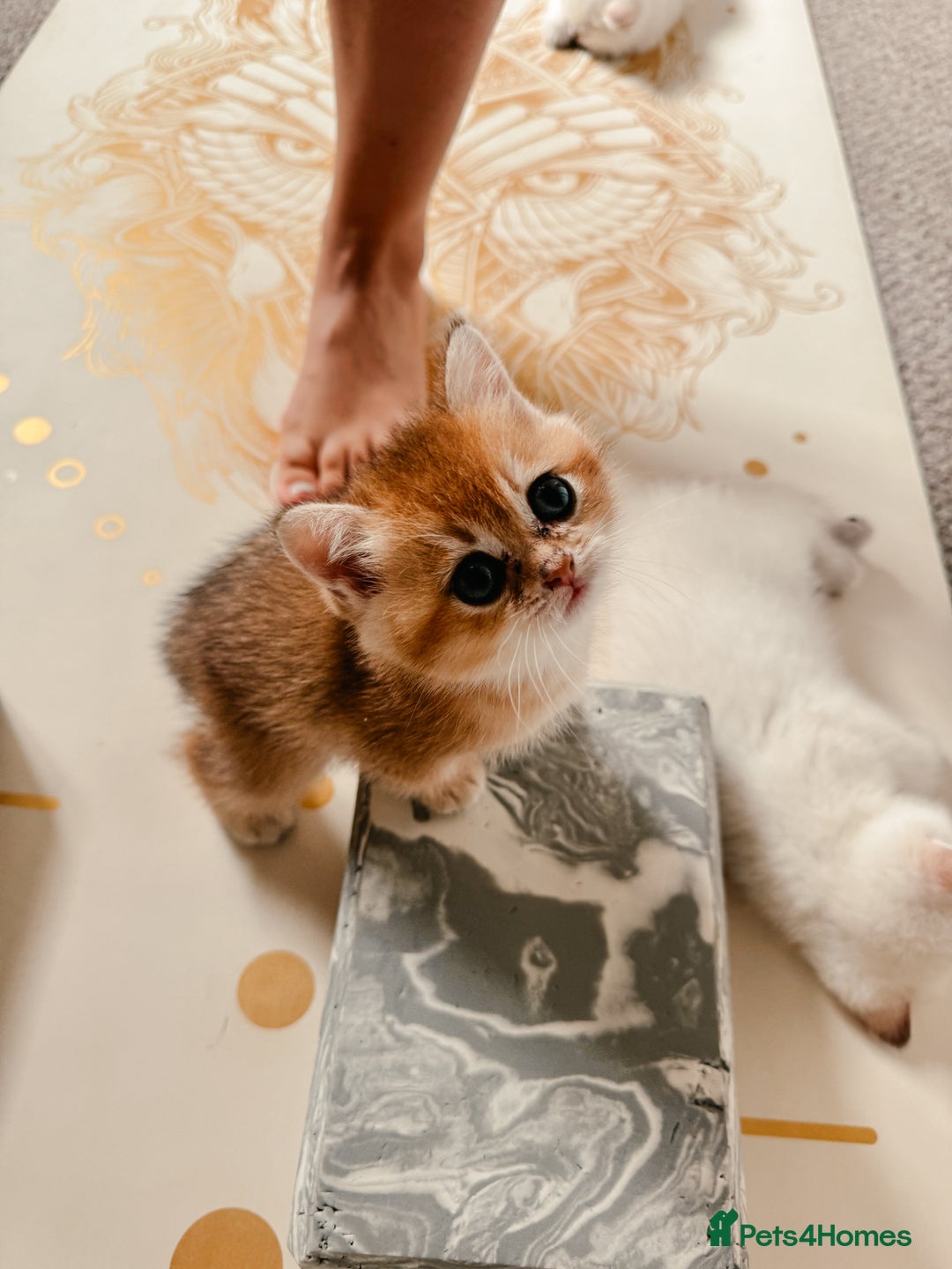 British Shorthair cats for sale: BSH Champion bloodlines TICA Kittens in Bedford - Image 15