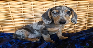 Miniature Dachshund dogs - Advert 4