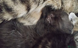 Mixed Breed cats for sale: 2 boy kittens  - Image 6
