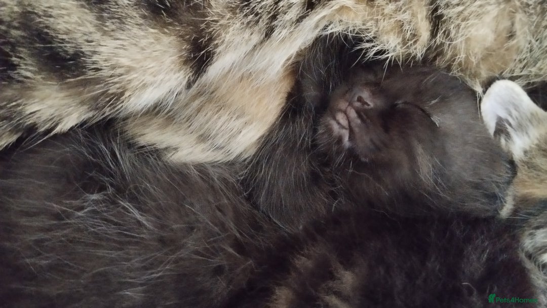 Mixed Breed cats for sale: 2 boy kittens  - Image 6