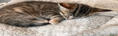 Mixed Breed Kitten 2
