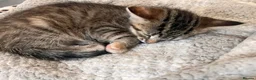 Mixed Breed cats for sale: Adorable kittens for sale in Basildon - Advert 7