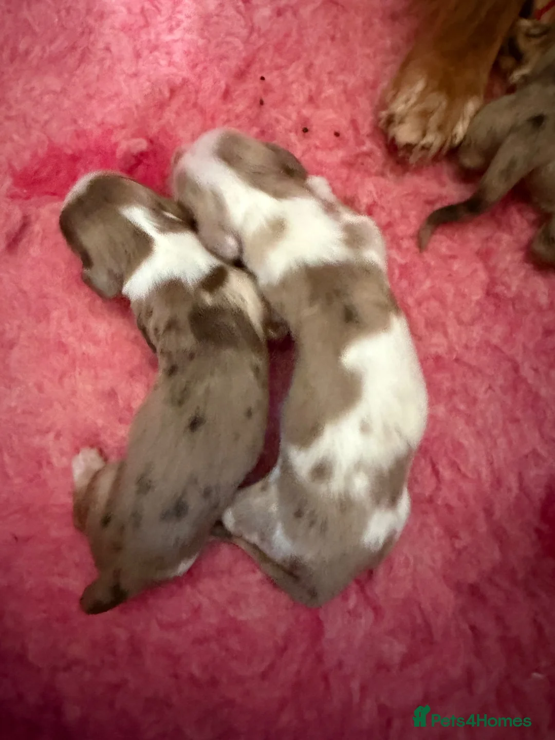 Miniature Dachshund dogs for sale: Mini long haired dachshund  in Maidstone - Advert 10