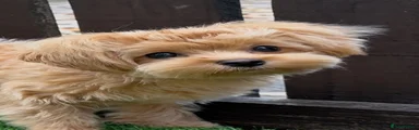 Puppy 2