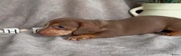 Miniature Dachshund dogs for sale: Reduced Miniature dachshund Isabella & tan - Advert 3