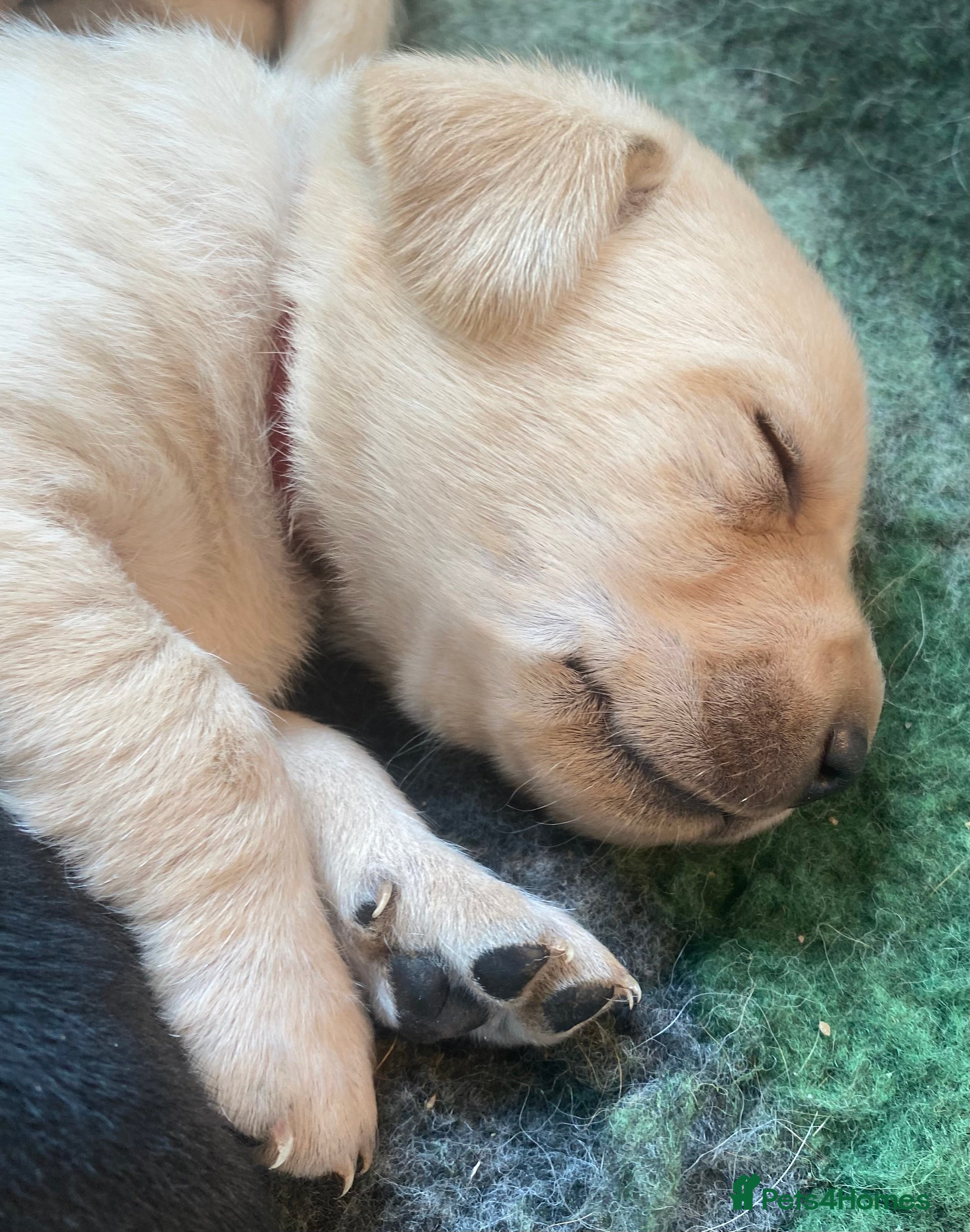 Labrador Retriever dogs QUALITY YELLOW AND BLACK LABRADOR PUPPIES - Advert 1