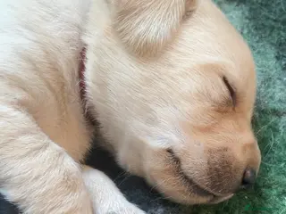 Labrador Retriever dogs QUALITY YELLOW AND BLACK LABRADOR PUPPIES - Advert 1