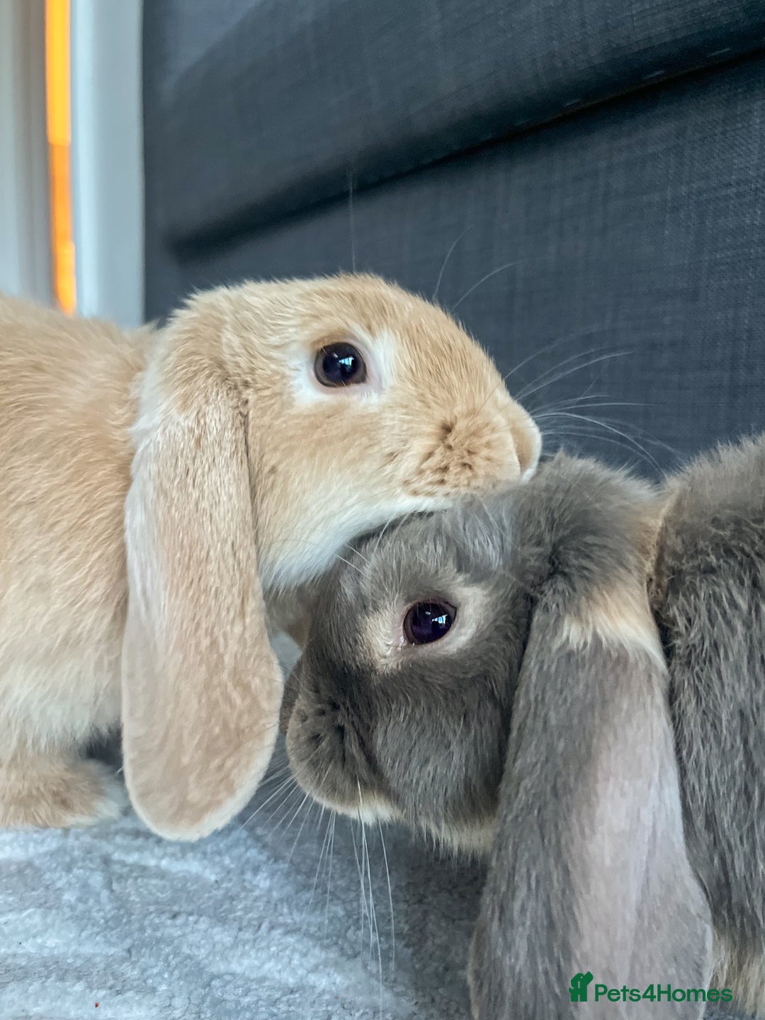Mini Lop rabbits for sale: Bonded Mini Lop Bunnies Looking for a Loving Home - Advert 1