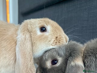 Mini Lop rabbits Bonded Mini Lop Bunnies Looking for a Loving Home - Advert 4