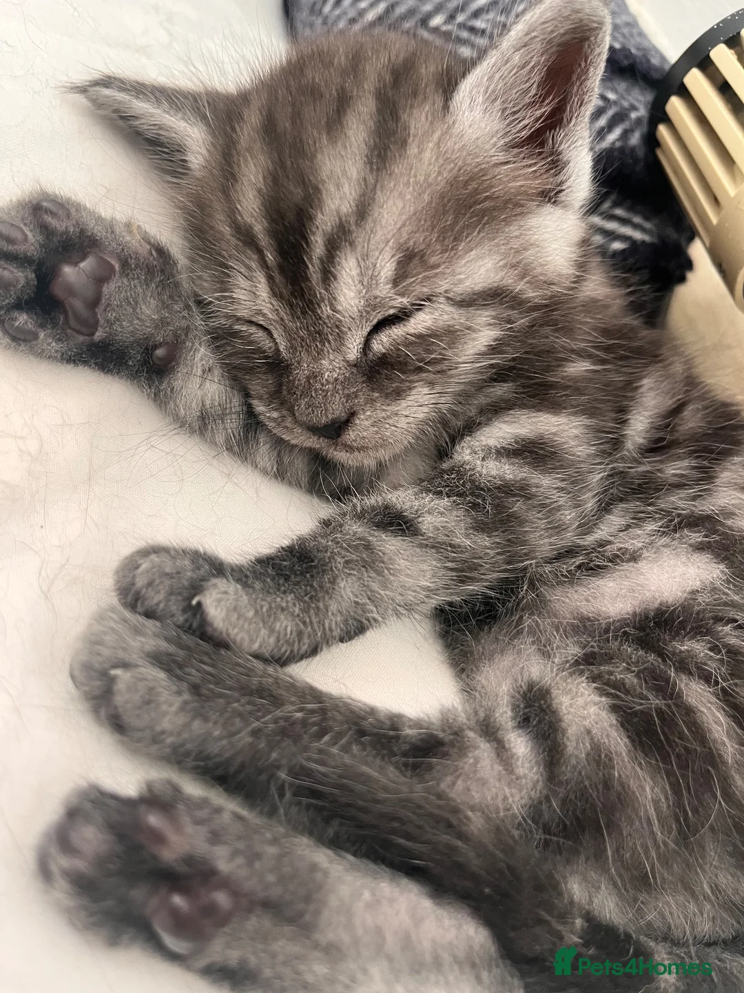 Maine Coon cats for sale: Maine coon cross kittens in Melksham - Advert 1