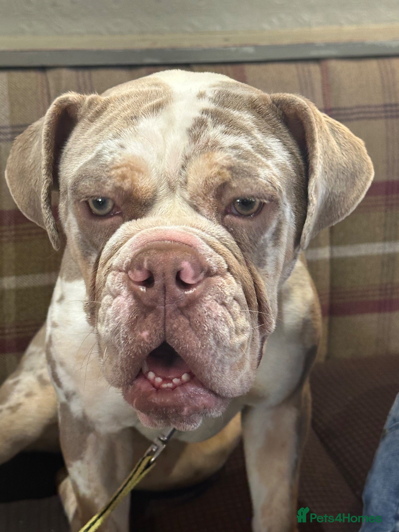 Old Tyme Bulldog dogs 10 month old tyme bulldog - Advert 9