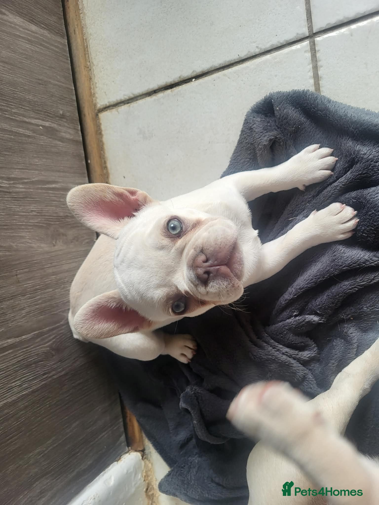 French Bulldog dogs Cream adorable French bulldog puppie - Advert 3