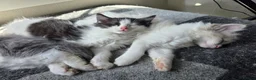 Ragdoll cats for sale: Beautigul anf Fluffy Ragdoll Cross kittens - Advert 11